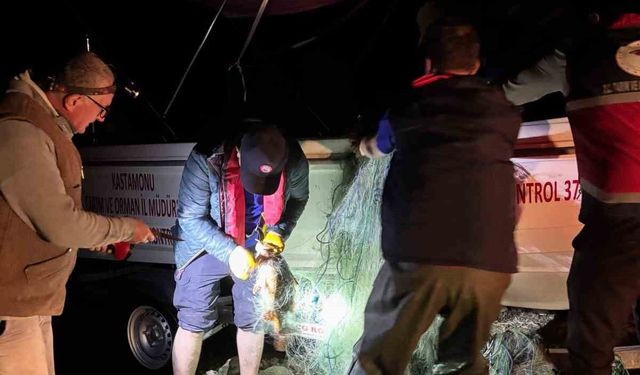 Kastamonu'da barajdan 2 bin 500 metre ağ çıktı, kurtarılan 225 sazan gölete bırakıldı