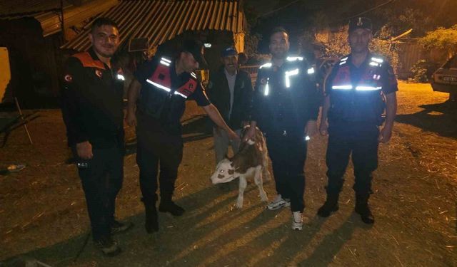 Kayıp büyükbaş hayvan, tarlada doğum yapmış halde bulundu