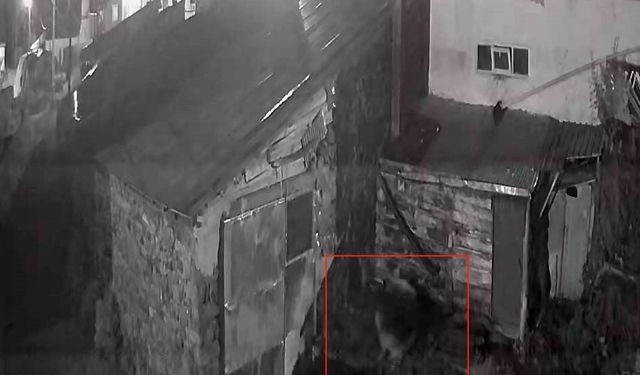 Köye inen kurt köpeğe saldırdı: O anlar güvenlik kamerasında