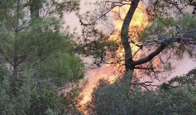 Muğla'daki orman yangınına müdahale devam ediyor