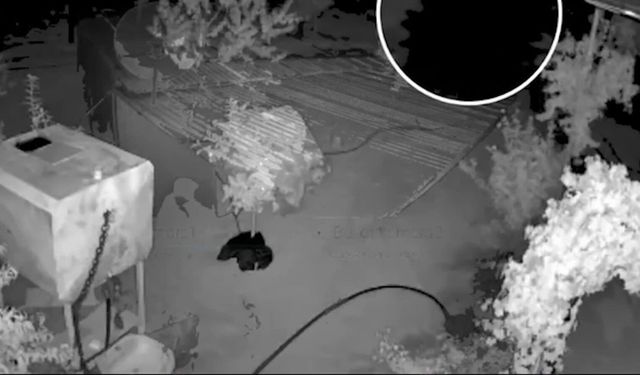 Şanlıurfa'da bağ evine giren hırsız yakalandı
