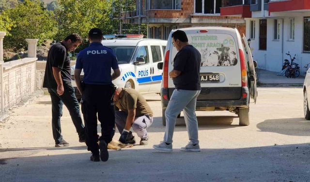 Sinop'ta sokak köpeği silahla vurularak öldürüldü