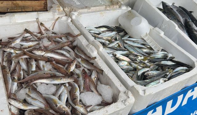 Palamut tezgahları doldurdu: Fiyatı 100 liraya indi