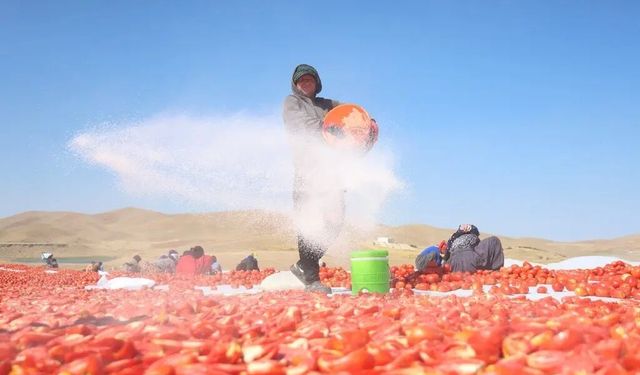Elazığ’da güneşle hazırlanan domatesler dünya sofralarına ulaşıyor