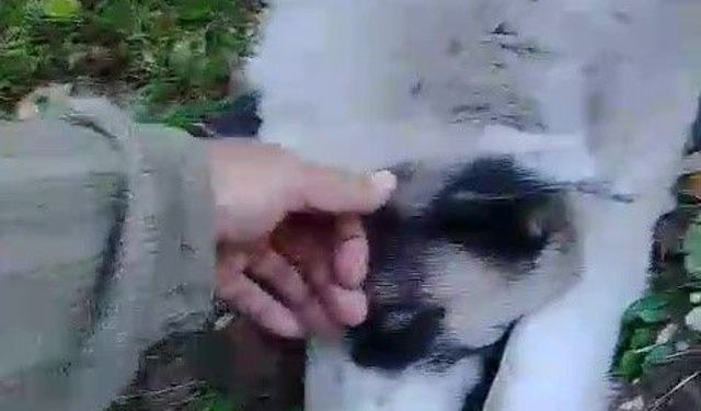 Bursa’da ormana kurulan tuzak can alıyordu: Köpek son anda kurtarıldı