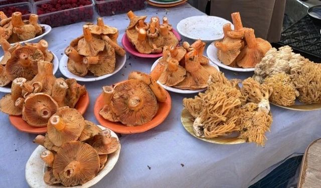 Bolu ormanlarında mantar bereketi! Kilosu 600 liraya kadar çıkıyor