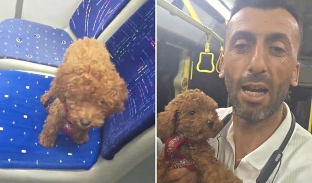 Otobüste oyuncak sandı, canlı çıktı! Karamel’in yeni yuvası şoförü oldu