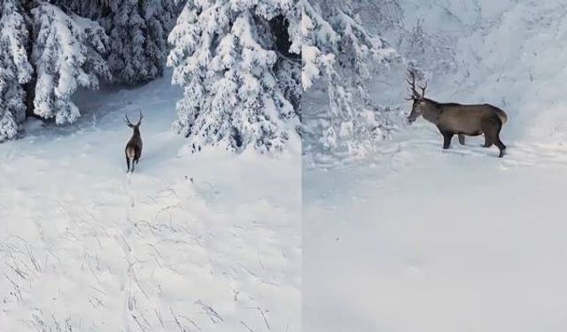 Bu muhteşem güzelliği zevk ve para için öldürüyorlar