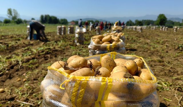 Patates ihracatı 190 bin tonun üzerine çıktı