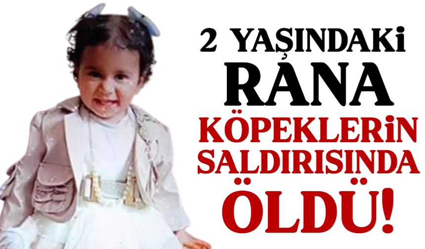 2 yaşındaki Rana, 10 köpeğin saldırısı sonucu öldü!