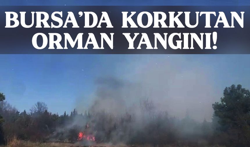 Bursa'da korkutan orman yangını!