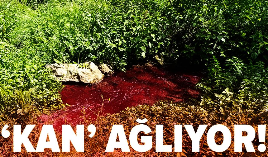 Bursa'da Gedelek Deresi, turşu suyu atıklarının ardından kırmızıya döndü