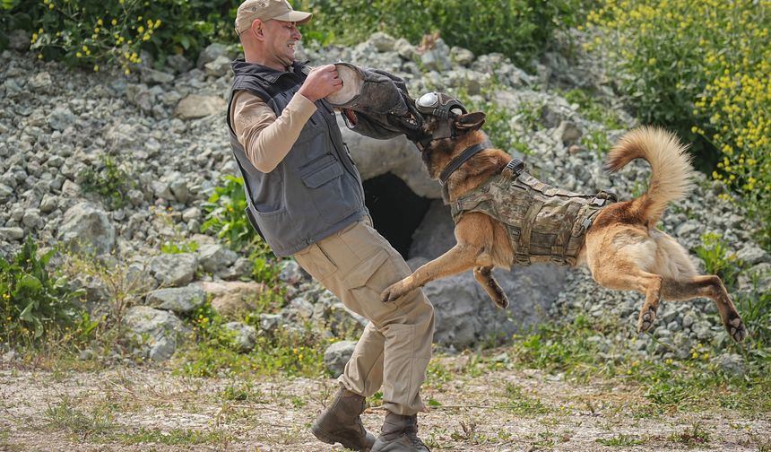 TSK'nın komando köpekleri Mehmetçik'le yan yana vatanı savunuyor