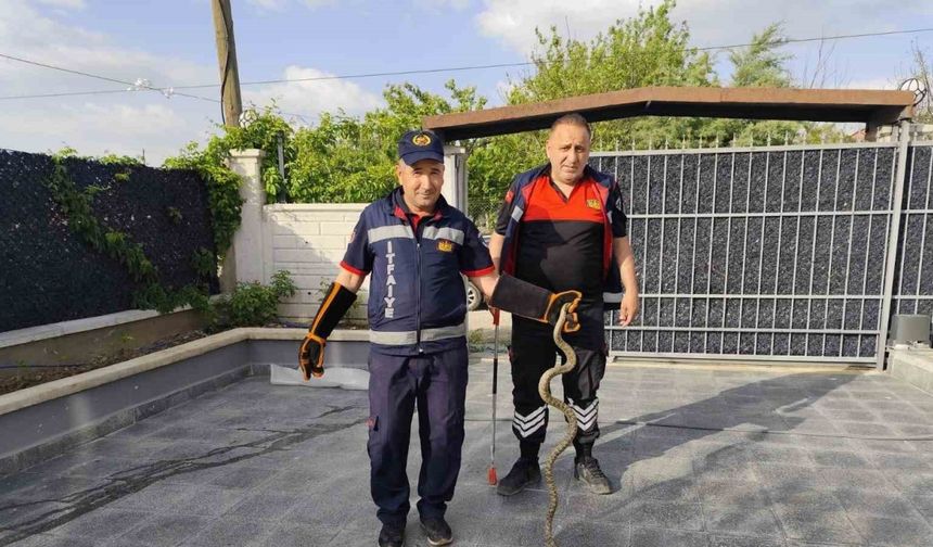 Eve giren yılan itfaiye ekiplerini seferber etti