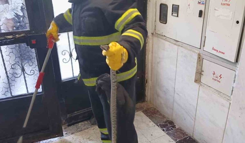 Bilecik’te bir apartmana giren yılan itfaiye ekiplerince yakalandı