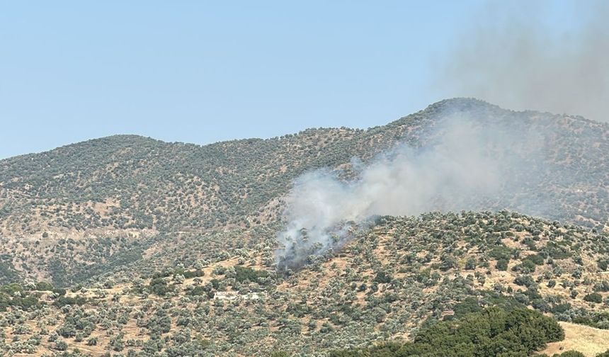 Koçarlı’daki zeytinlik yangını kontrol atına alındı