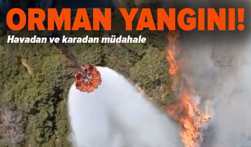 İzmir'de orman yangını: Müdahale sürüyor