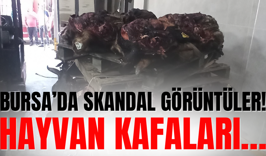 Bursa’da skandal görüntüler: Kurban Bayramı’ndan kalan hayvan kafaları…