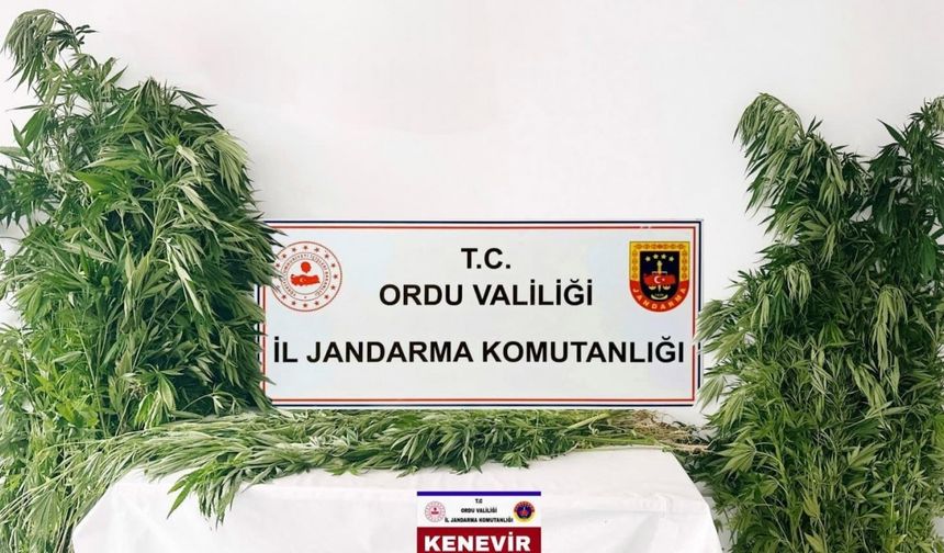 Ordu’da yasa dışı kenevir üretimine 3 tutuklama