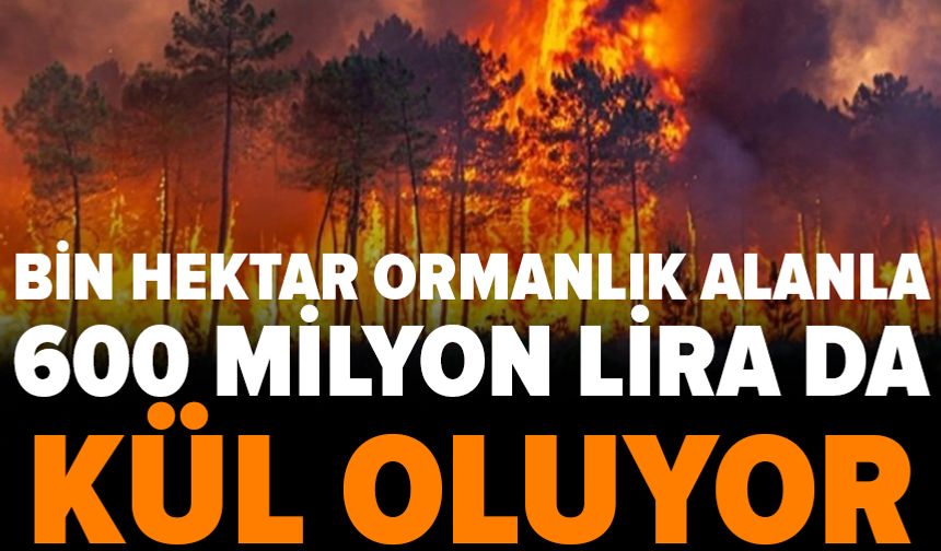 Genç kızılçam ormanında 1 hektar kaybın bedeli 600 bin lira