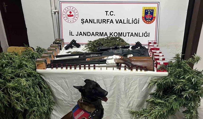 Şanlıurfa’da 1 kilo 508 gram kubar esrar ele geçirildi: 3 gözaltı
