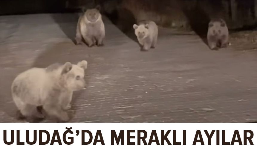 Uludağ Milli Park’da ilginç karşılaşma