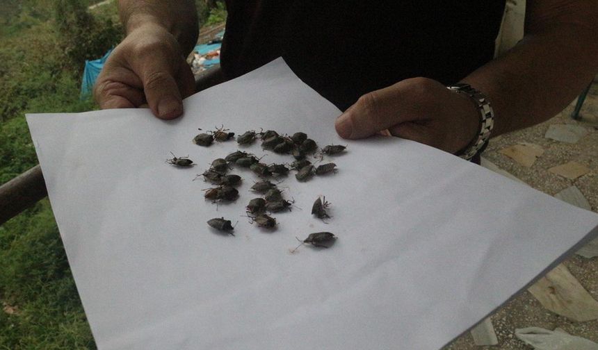 Kahverengi kokarcayla mücadele sürüyor