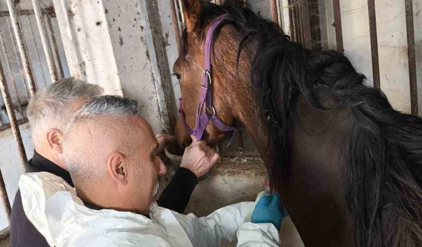 Milyonluk safkan İngiliz atına sağlık taraması
