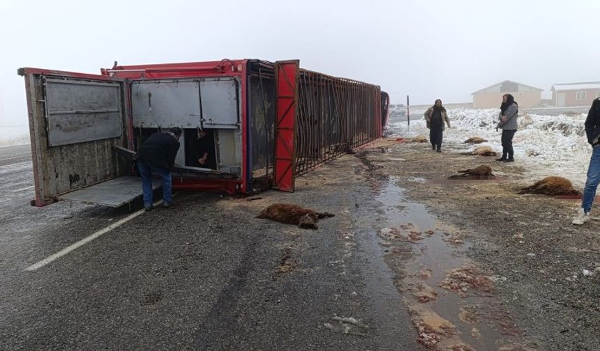 Patnos’ta hayvan yüklü tır devrildi: 10 küçükbaş telef oldu
