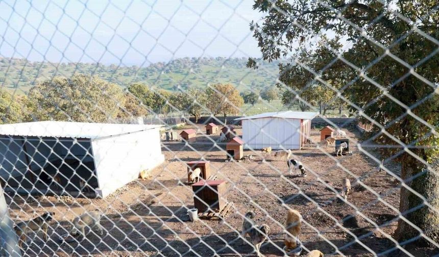 Sahiplendiği iki köpeği sokağa atan şahsa 172 bin TL ceza