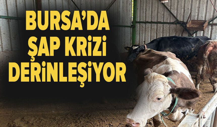 Yenişehir’de Şap Krizi Derinleşiyor: Üretici Afşar Zararını Böyle Anlattı