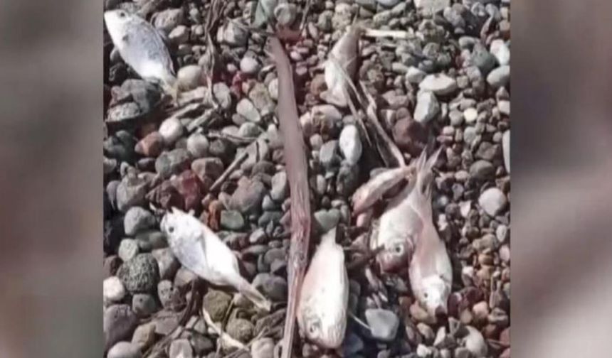 Muğla'da ölü balıklar kıyıya vurdu