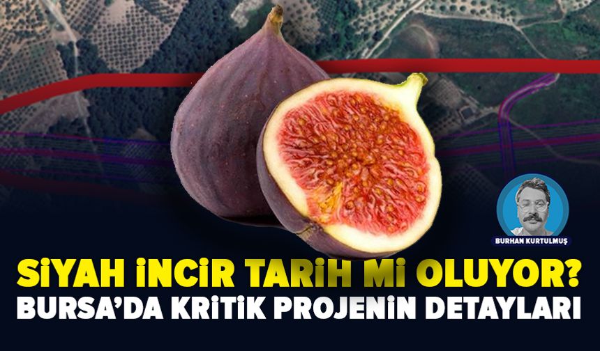 Bursa’da kritik projenin detayları: Siyah incir tarih mi oluyor?