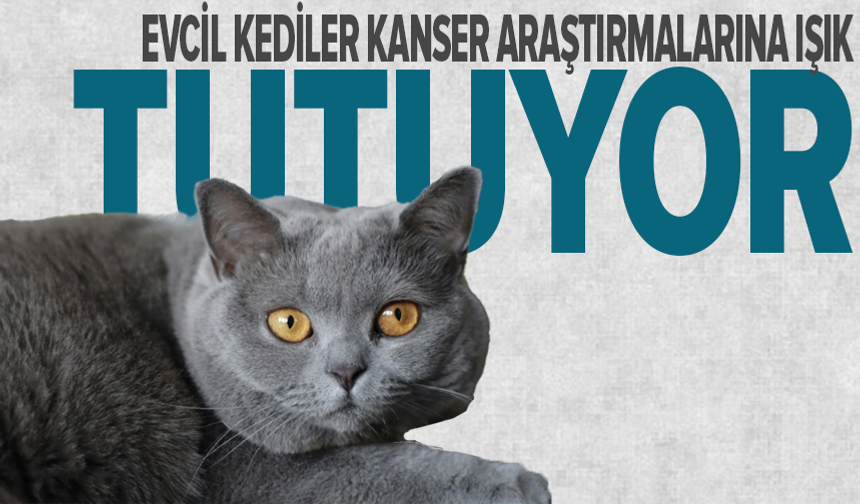 Kedilerden kanser araştırmalarına umut ışığı