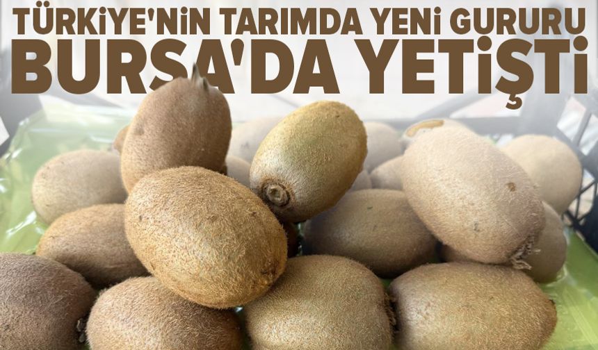 Türkiye'nin tarımda yeni gururu Bursa'da yetişti