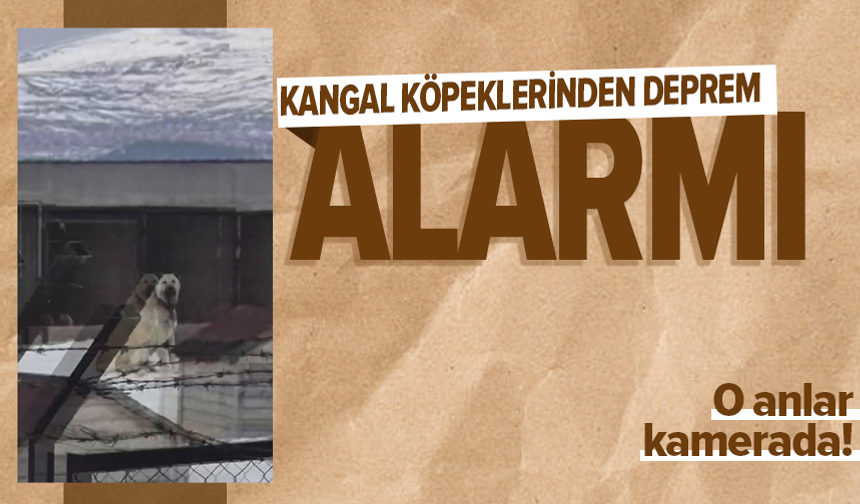 Erzincan'daki deprem öncesi Sivas'taki Kangal köpekleri tepki verdi