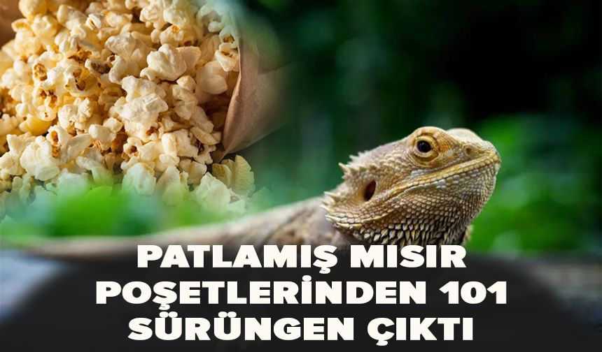 Patlamış mısır poşetlerinden 101 sürüngen çıktı