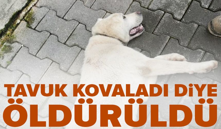 Bursa'da tavuk kovaladı diye tüfekle vurulan köpek öldü