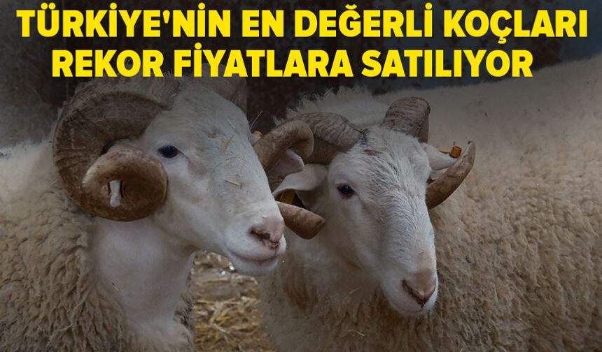 Türkiye'nin en değerli koçları rekor fiyatlara satılıyor