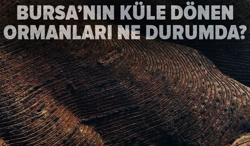 Harmancık ve Gürsu'da 2 milyon yeni fidan, 25 ton tohum dikildi