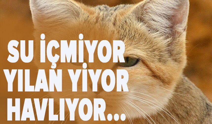 Su içmiyor yılan yiyor havlıyor...