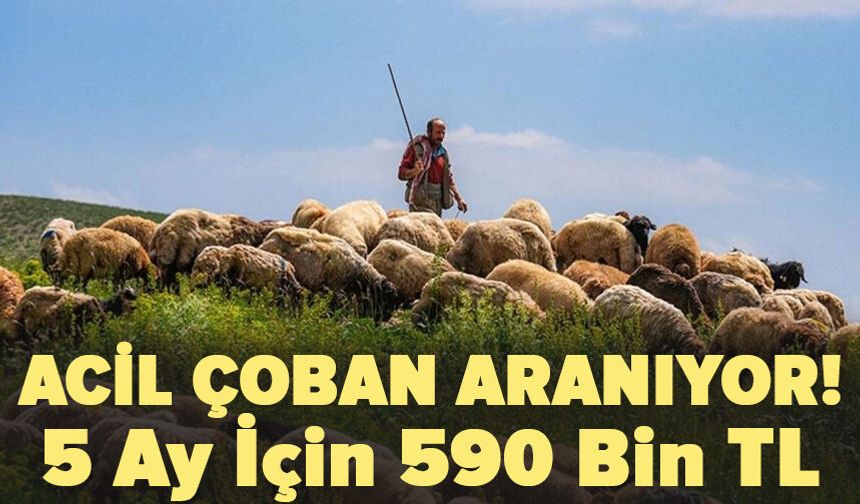 5 Ay İçin 590 Bin TL: Acil Çoban Aranıyor!