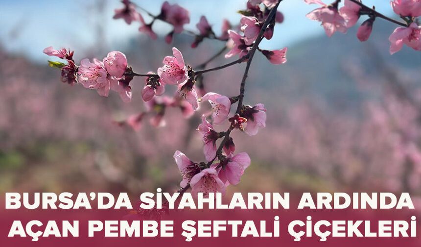 Bursa'da siyahların ardında açan pembe şeftali çiçekleri