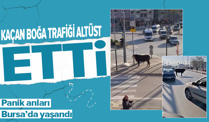 Bursa'da kaçan boğa trafiği karıştırdı, Ankara yolunda metrelerce koştu