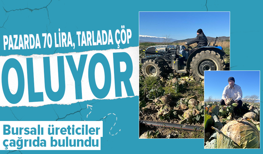 Pazarda 70 lira ama yüz binlercesi tarlada çürüdü: Bursalı üreticilerden çağrı