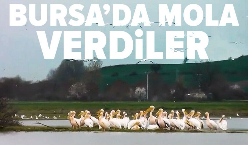 Göç eden pelikanlar Bursa’da mola verdi