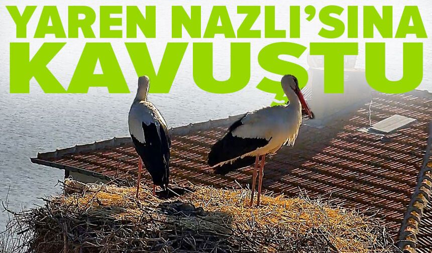 Yaren Leylek, Nazlı'sına kavuştu