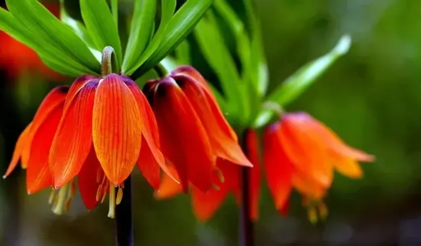 Baharın hüzünlü çiçeği: Koparana 700 bin TL ceza