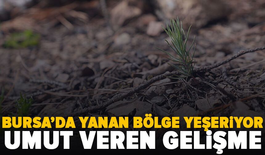 Bursa'da yanan bölgede yeni yaşam belirtisi görüldü