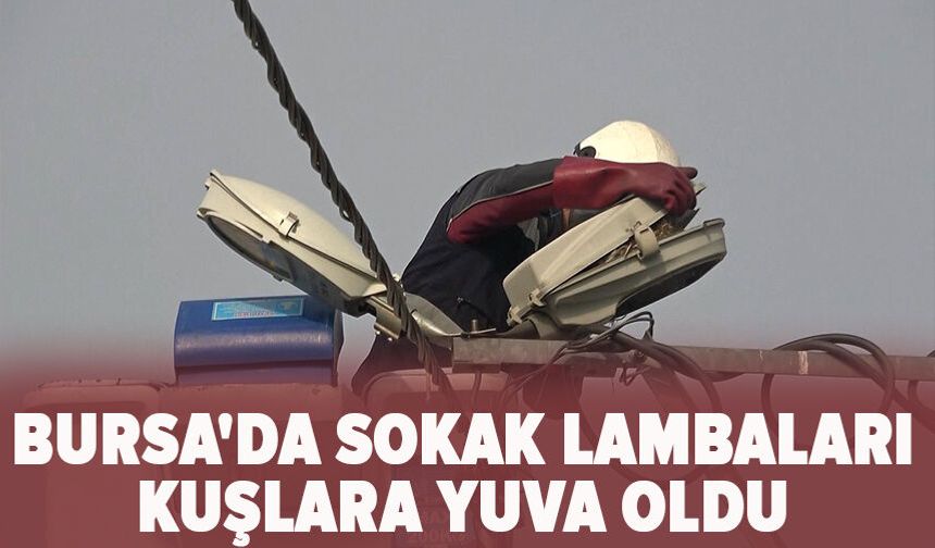Bursa'da sokak lambaları kuşlara yuva oldu